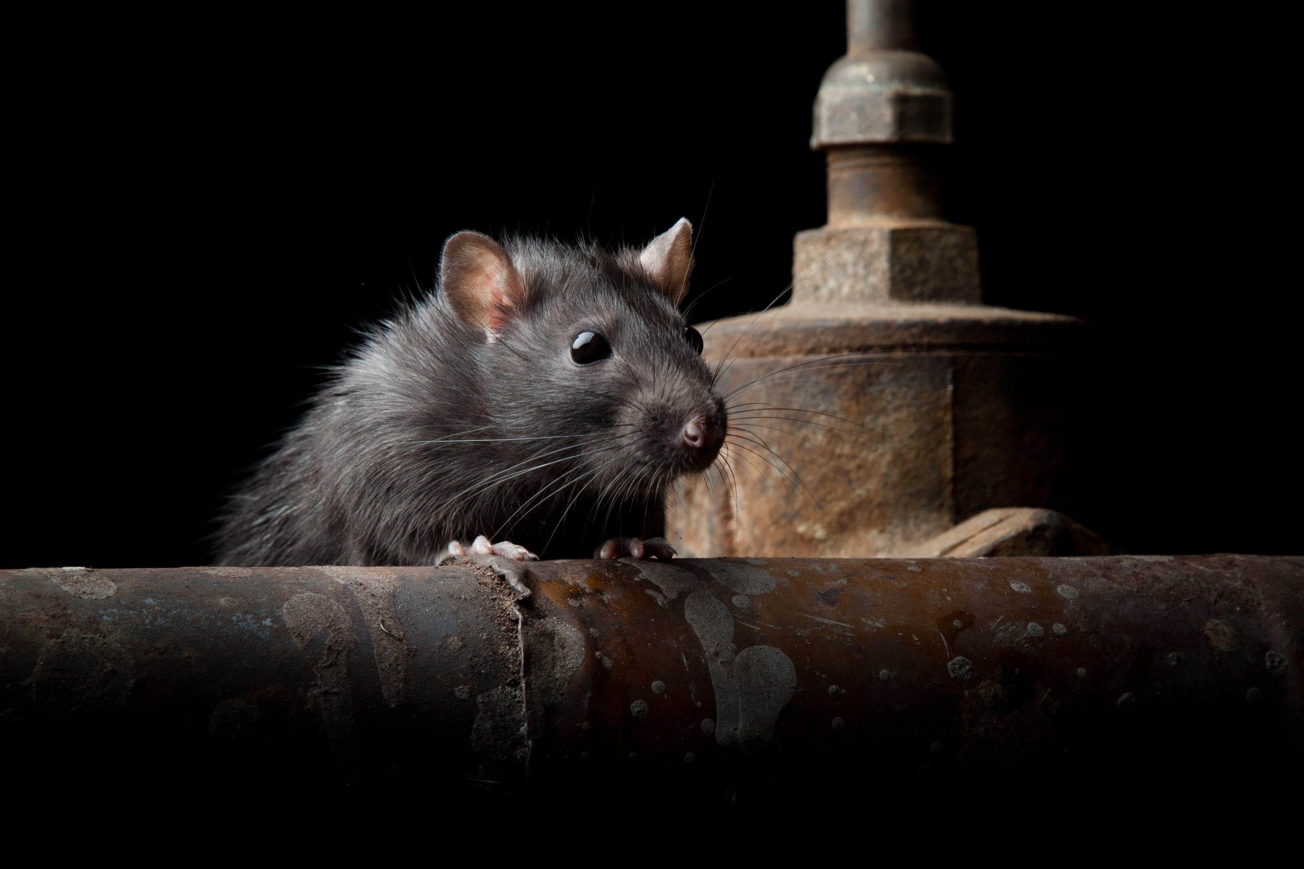 Lee más sobre el artículo Caso de éxito por capturas de roedores en una explotación porcina.